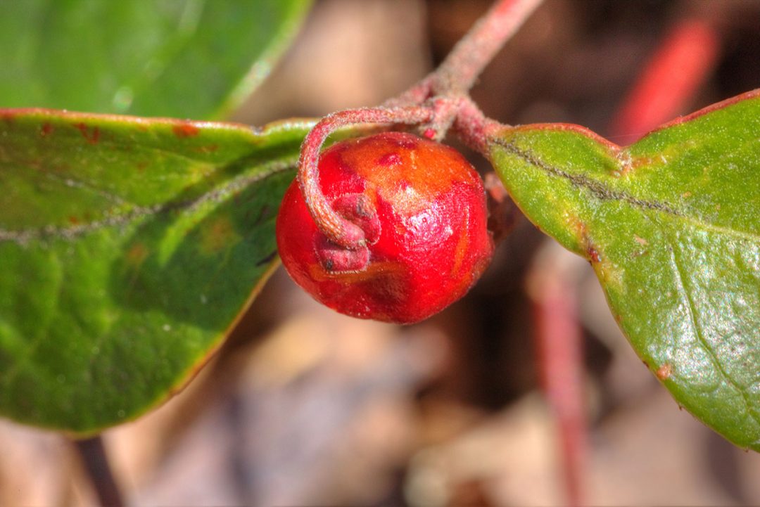 Glossy Buckthorn fruit ready for Close Up