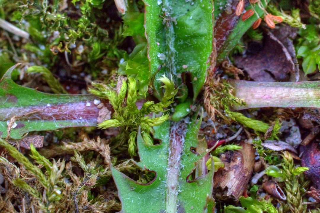 The Battle of the Greens on the Ground