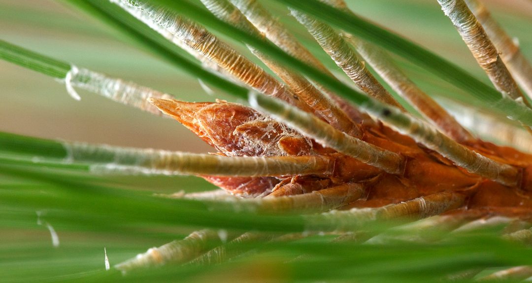 Bursting Pine Cone