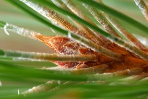 Bursting Pine Cone