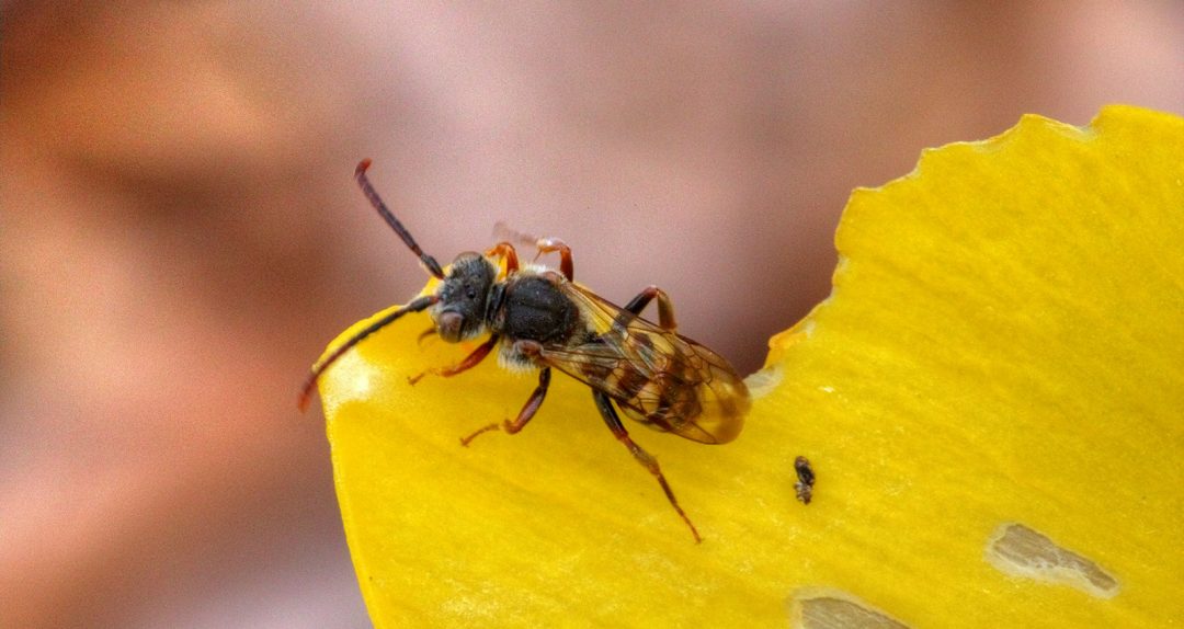 Chowing Bee