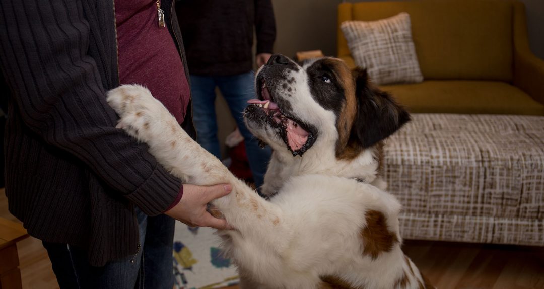 Claws and Paws Rescue