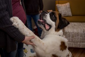 Claws and Paws Rescue