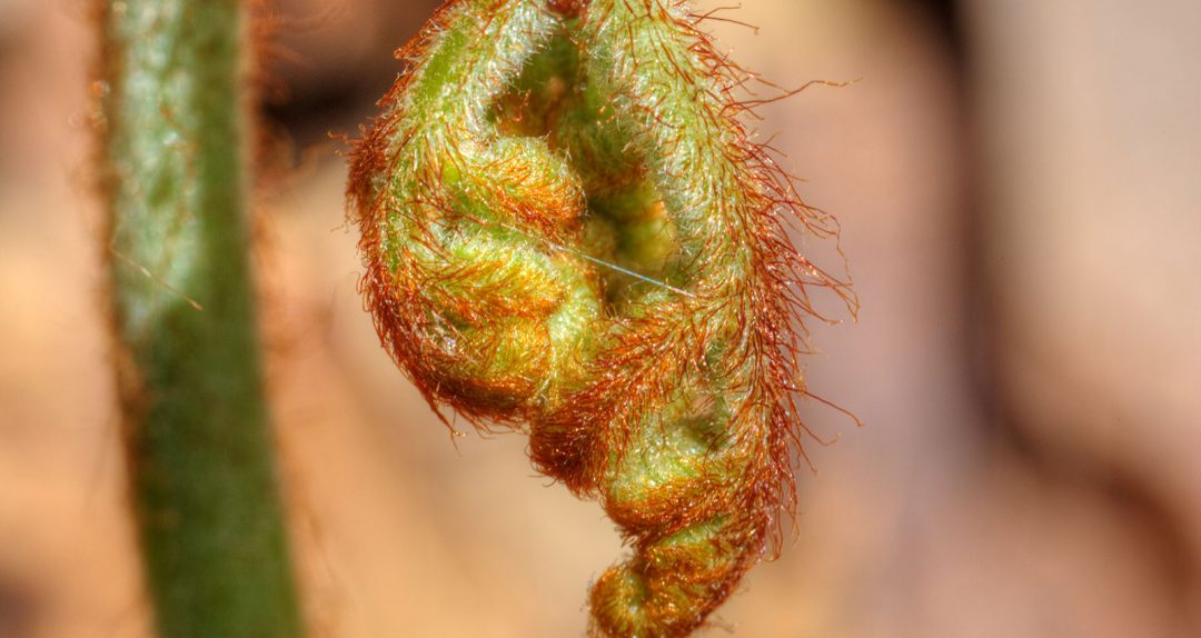 Fuzzy Unfurling in Spring