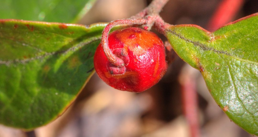 Glossy Buckthorn fruit ready for Close Up