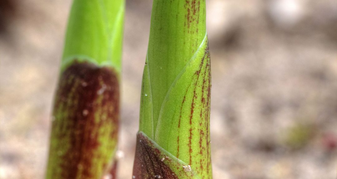 New hosta growth competing for sunlight