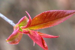 Pretty Bush Showing Her Stuff