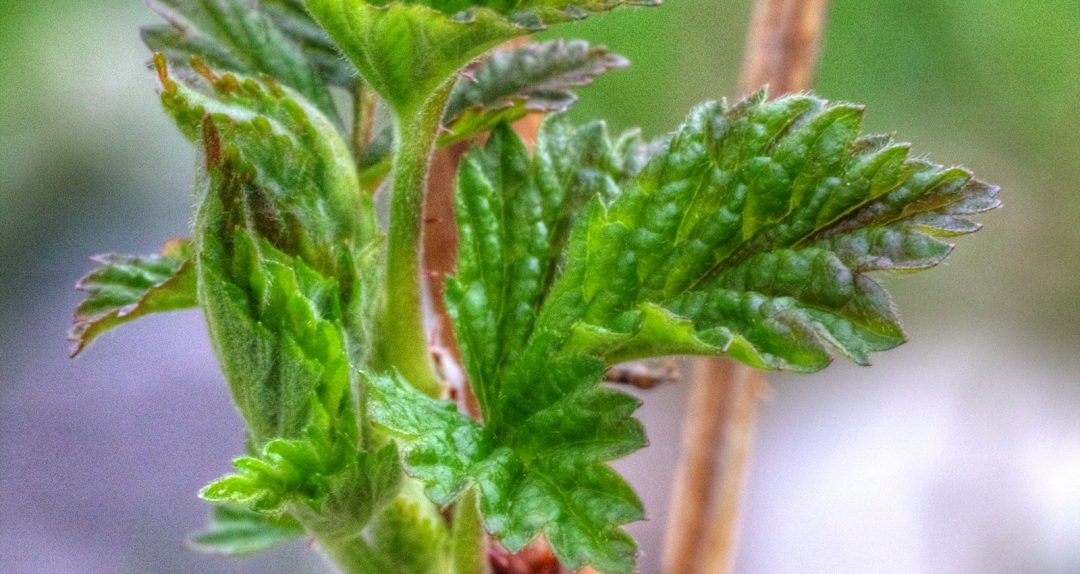 Shades of Tender Green in Spring