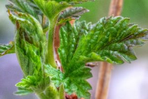 Shades of Tender Green in Spring