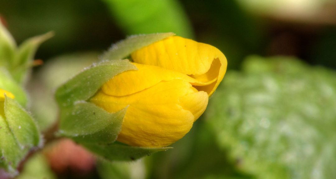 Talking Baby Primrose