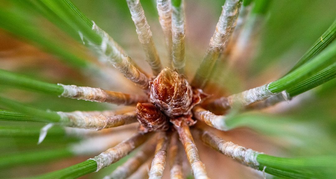 Teeny Tiny Pine Cone