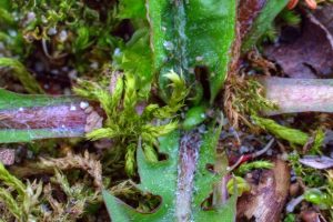The Battle of the Greens on the Ground