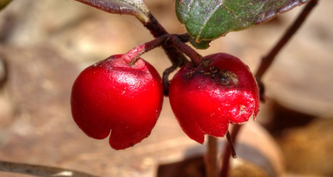 Twin fruits of a Glossy Buckthorn